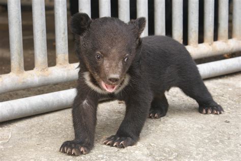 Jogue Taiwan Black Bear online